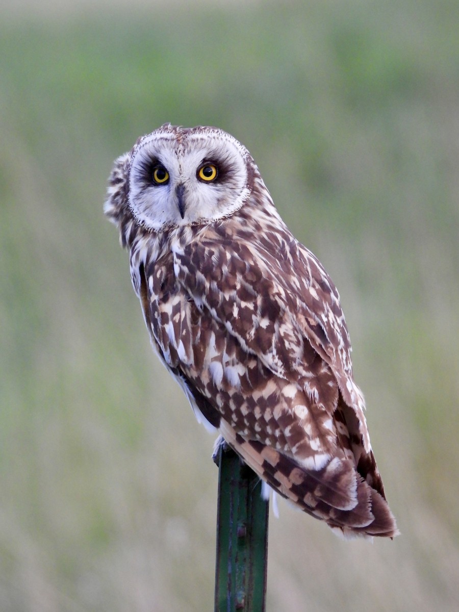Short-eared Owl - ML620915844