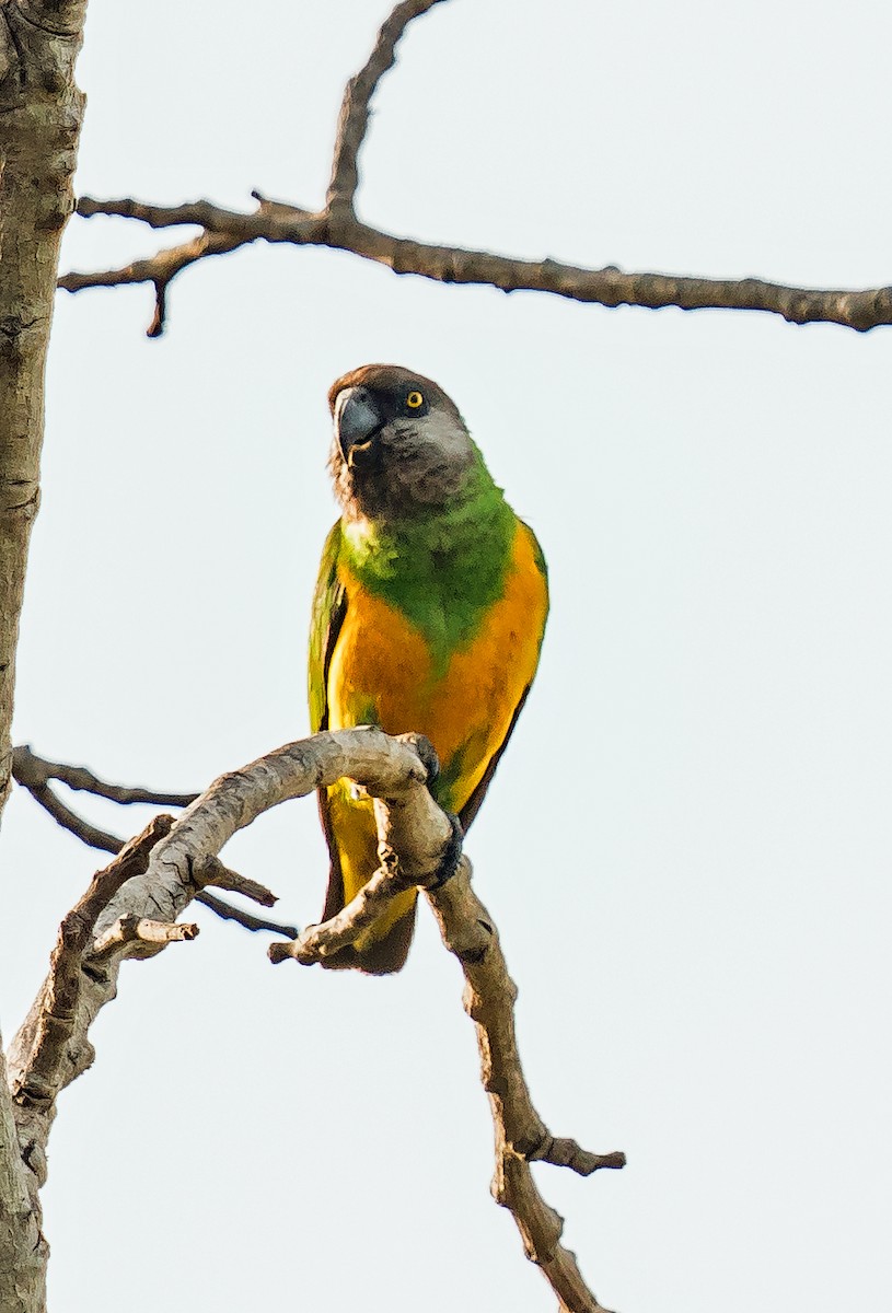 Senegal Parrot - ML620915853