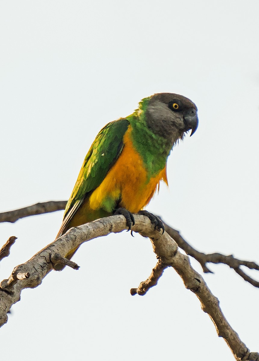 Senegal Parrot - ML620915854