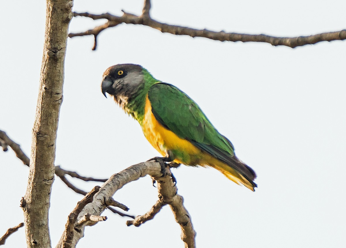Senegal Parrot - ML620915855