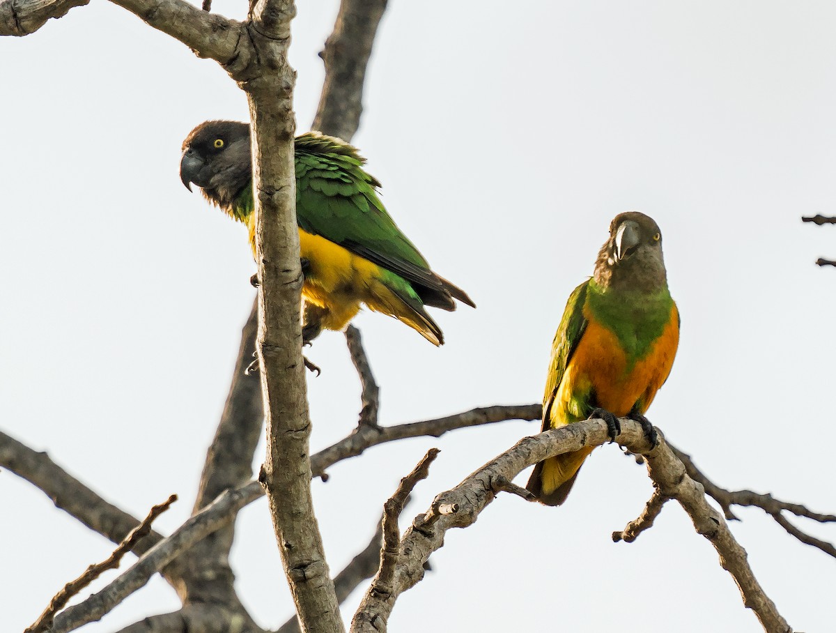 Senegal Parrot - ML620915856