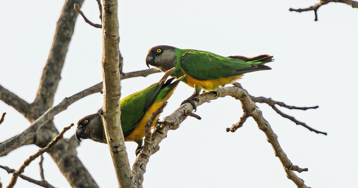 Senegal Parrot - ML620915857