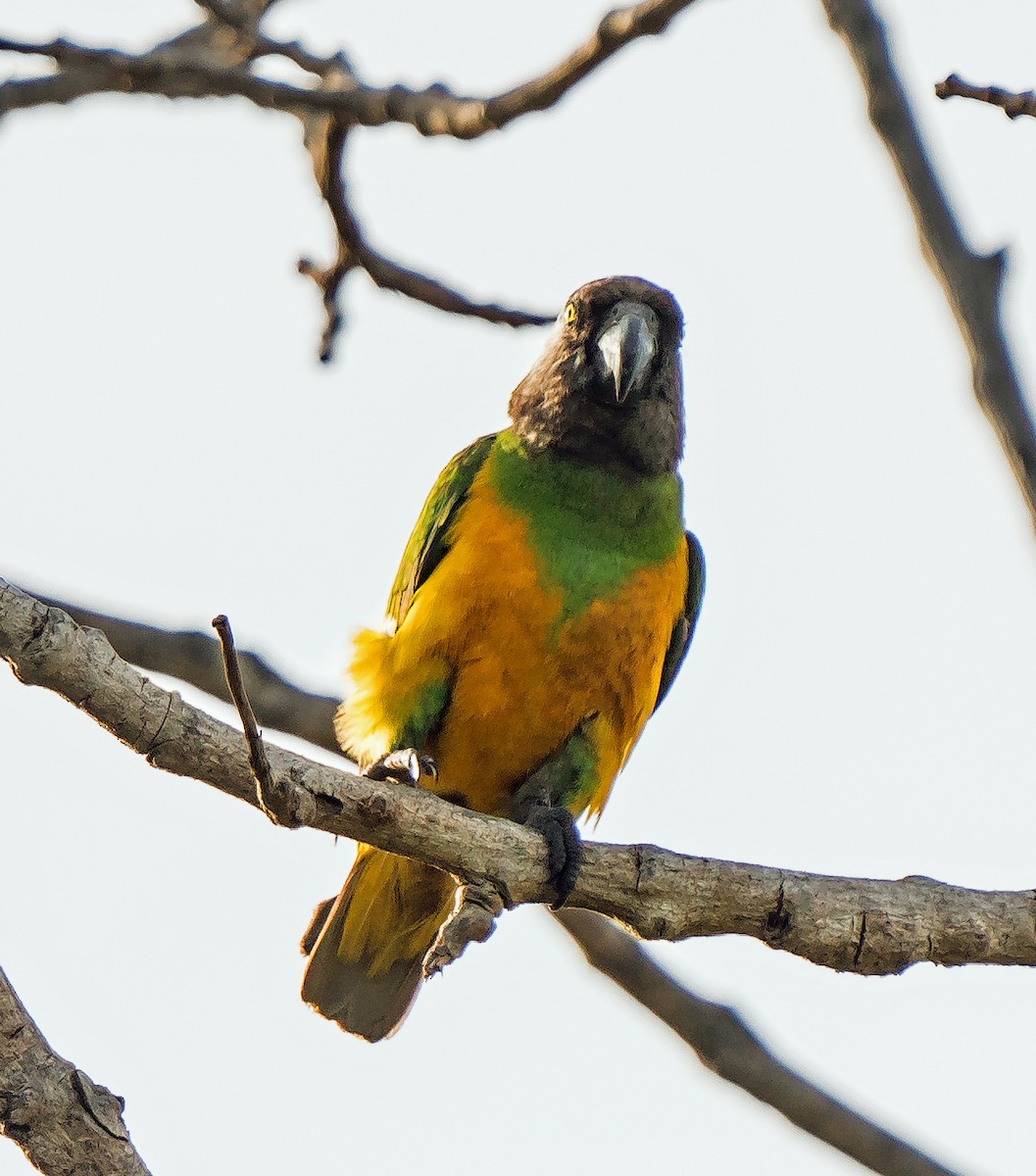 Senegal Parrot - ML620915858
