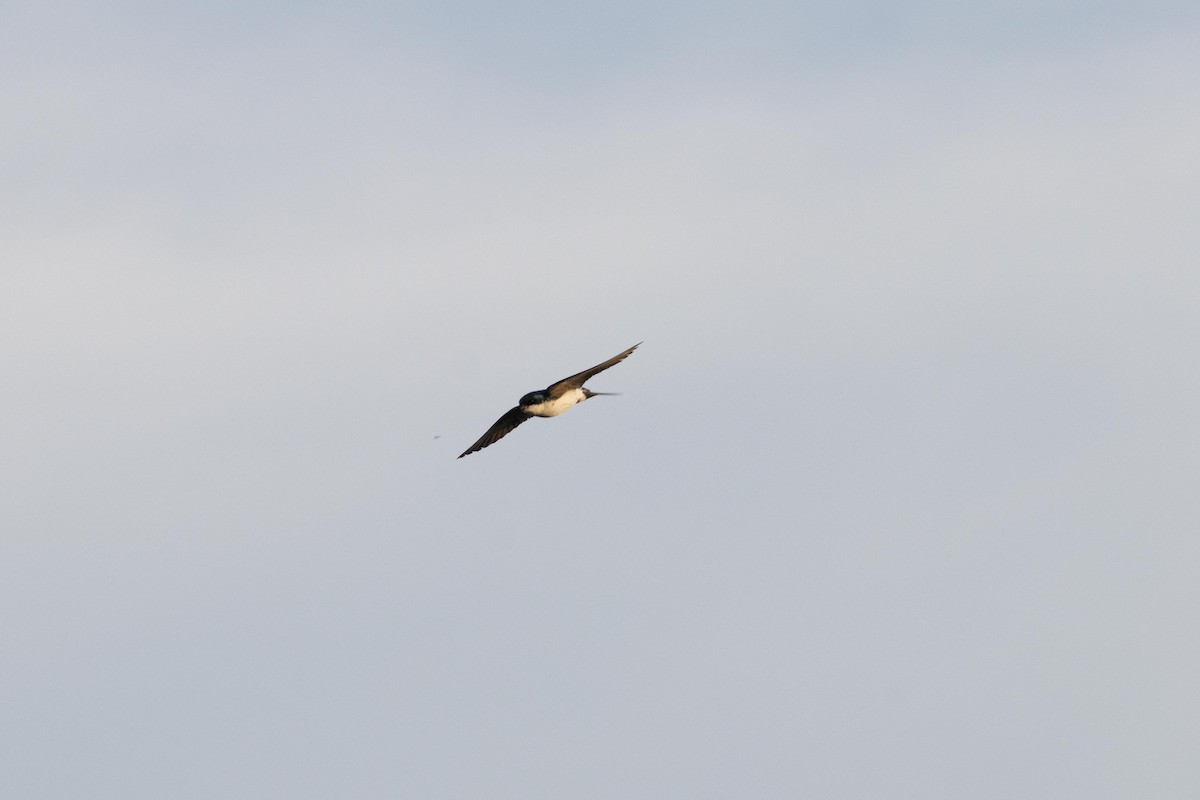 Tree Swallow - ML620915906