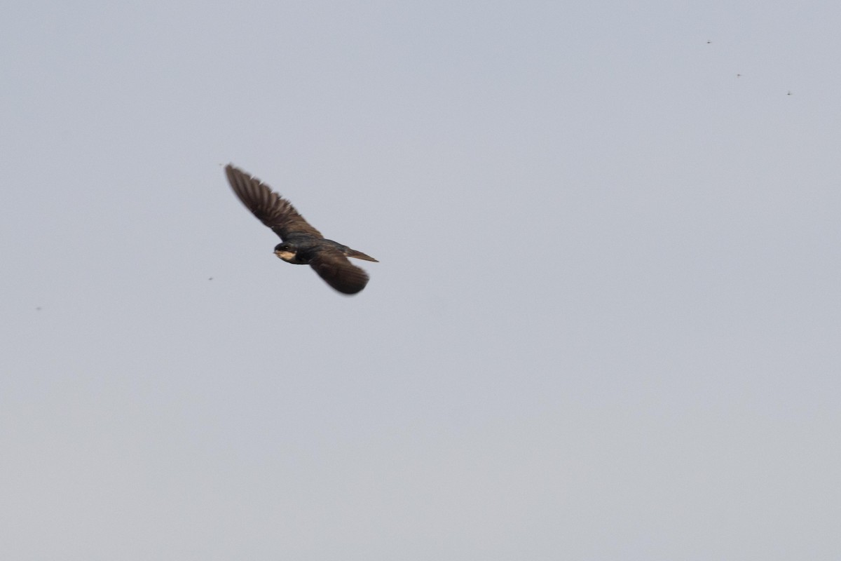 Tree Swallow - ML620915907