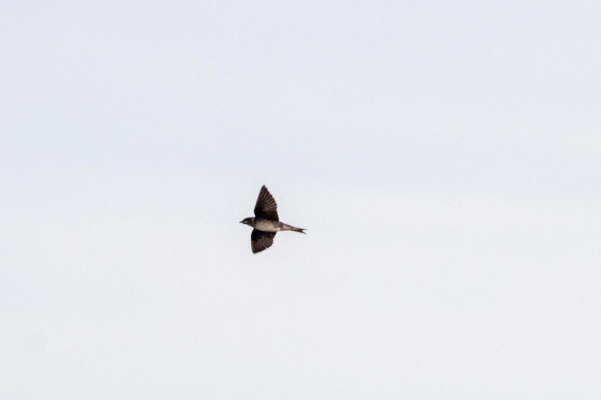 Purple Martin - ML620915908