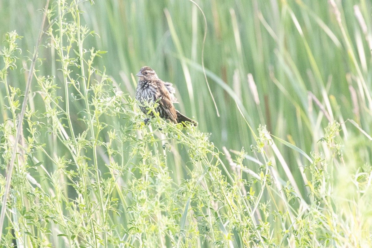 Song Sparrow - ML620915912
