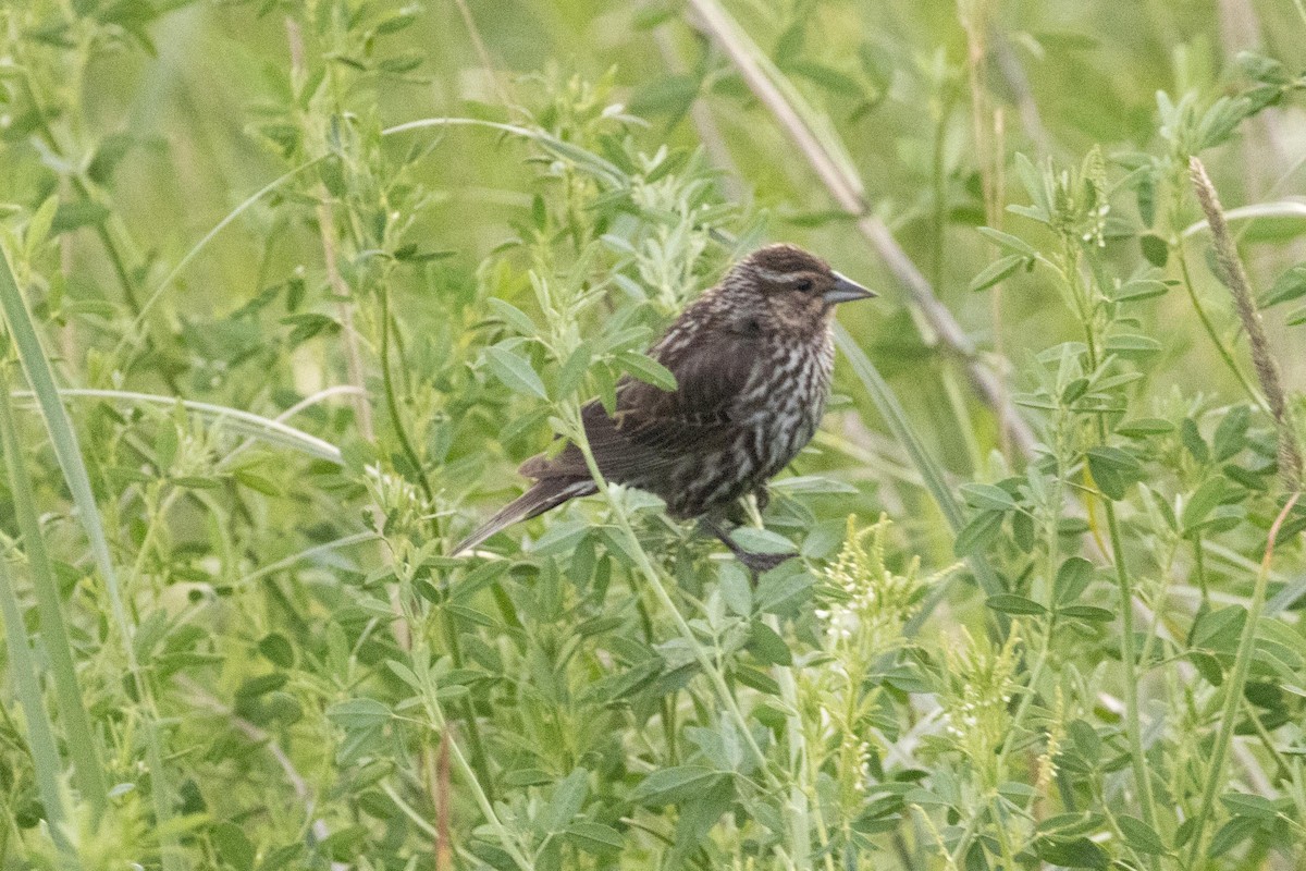 Red-winged Blackbird - ML620915916