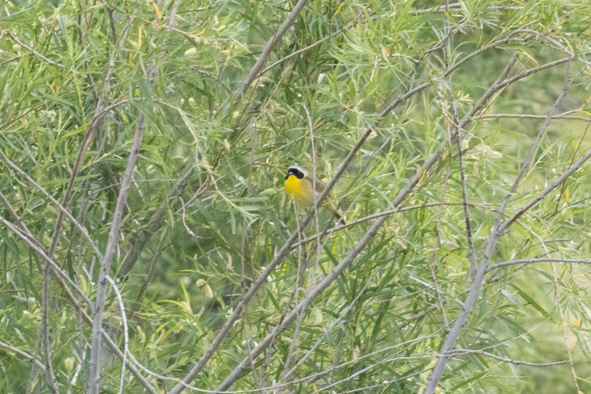 Common Yellowthroat - ML620915921