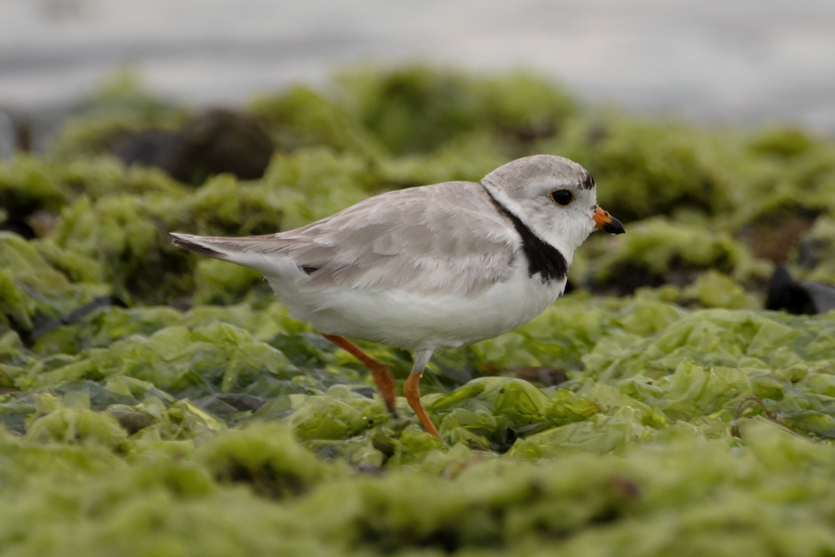 Piping Plover - ML620915927
