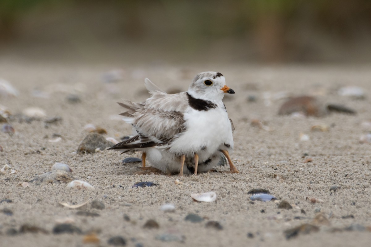 Piping Plover - ML620915933