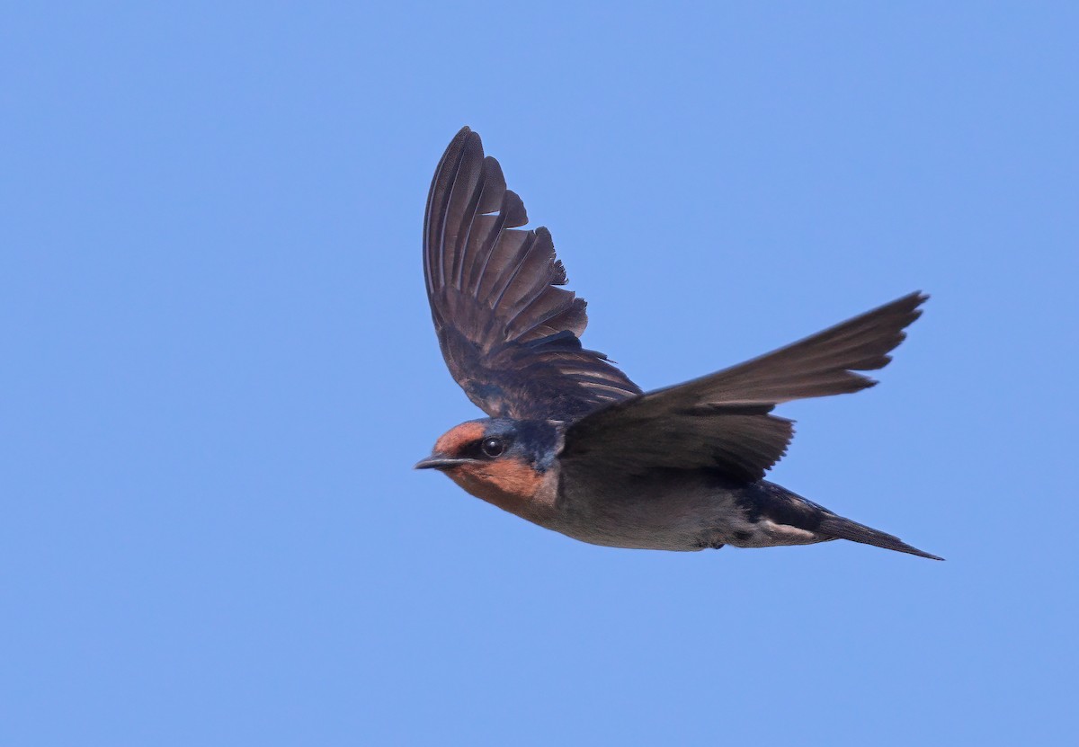 Pacific Swallow - ML620915940