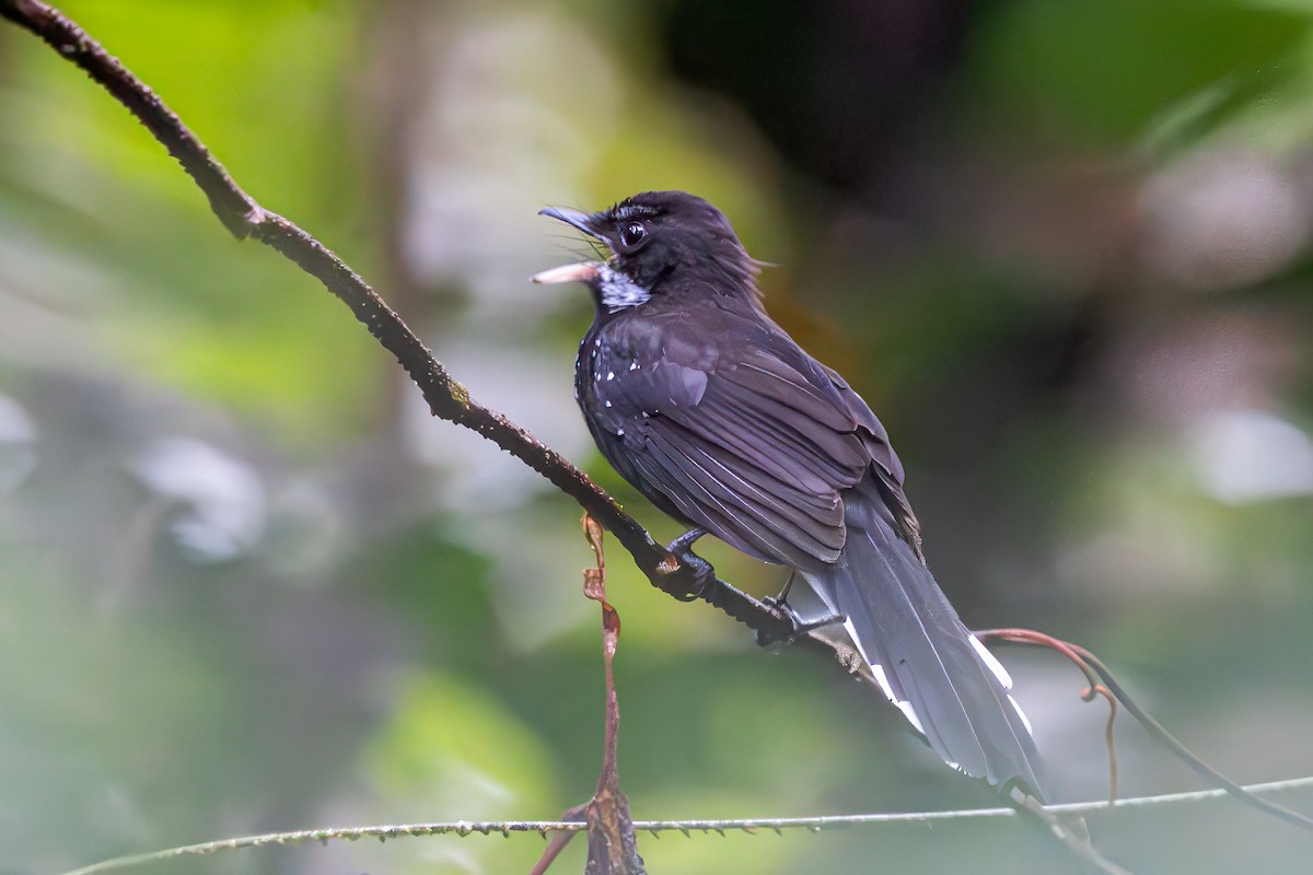 Black Thicket-Fantail - Per Smith