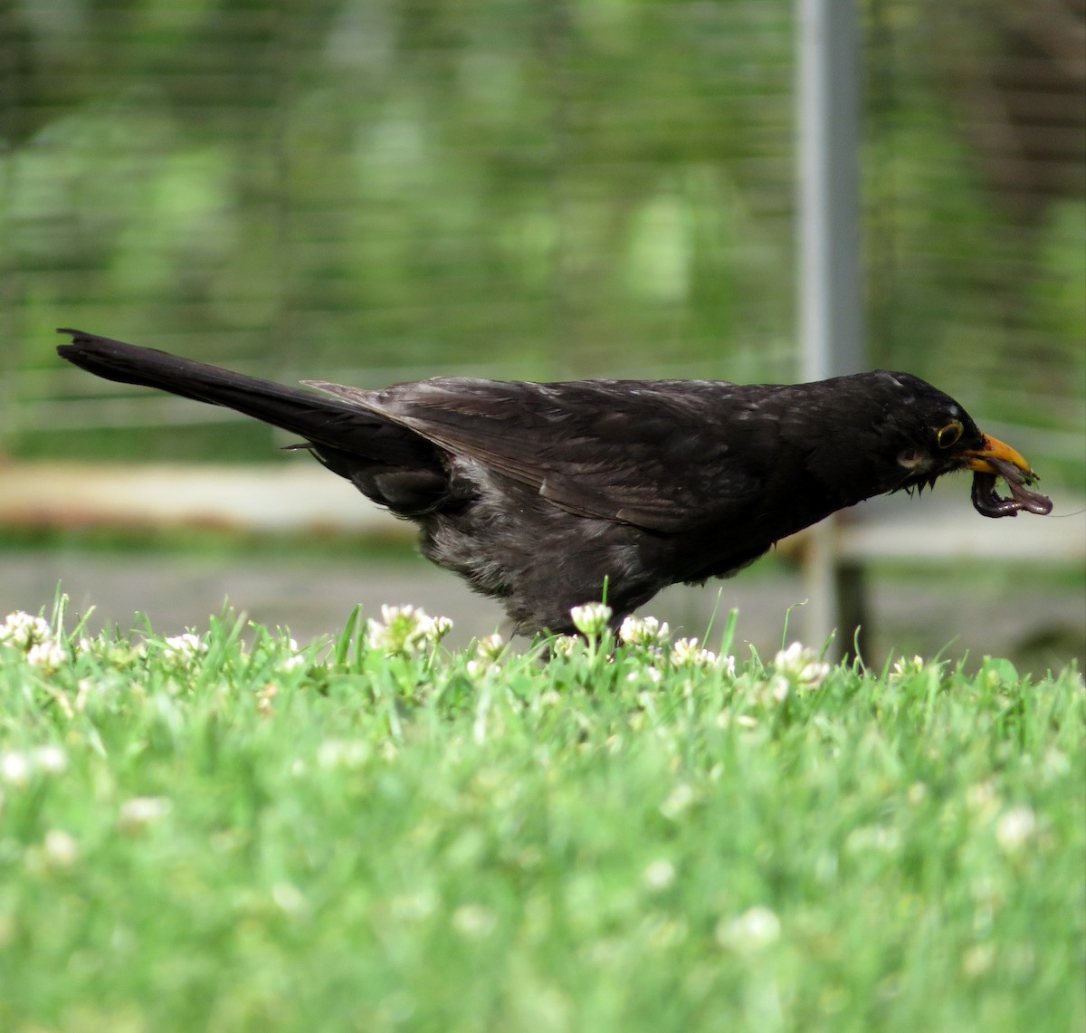 Eurasian Blackbird - ML620915978