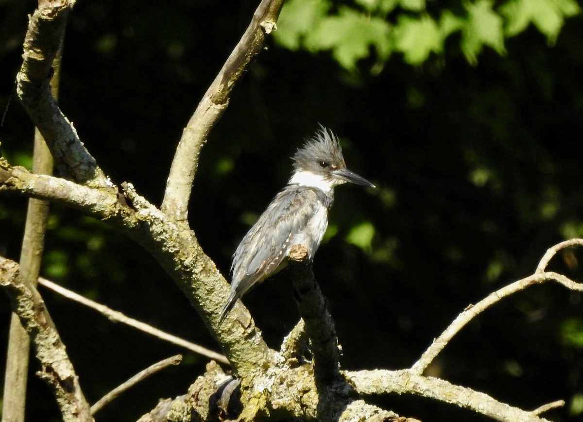 Belted Kingfisher - ML620915990