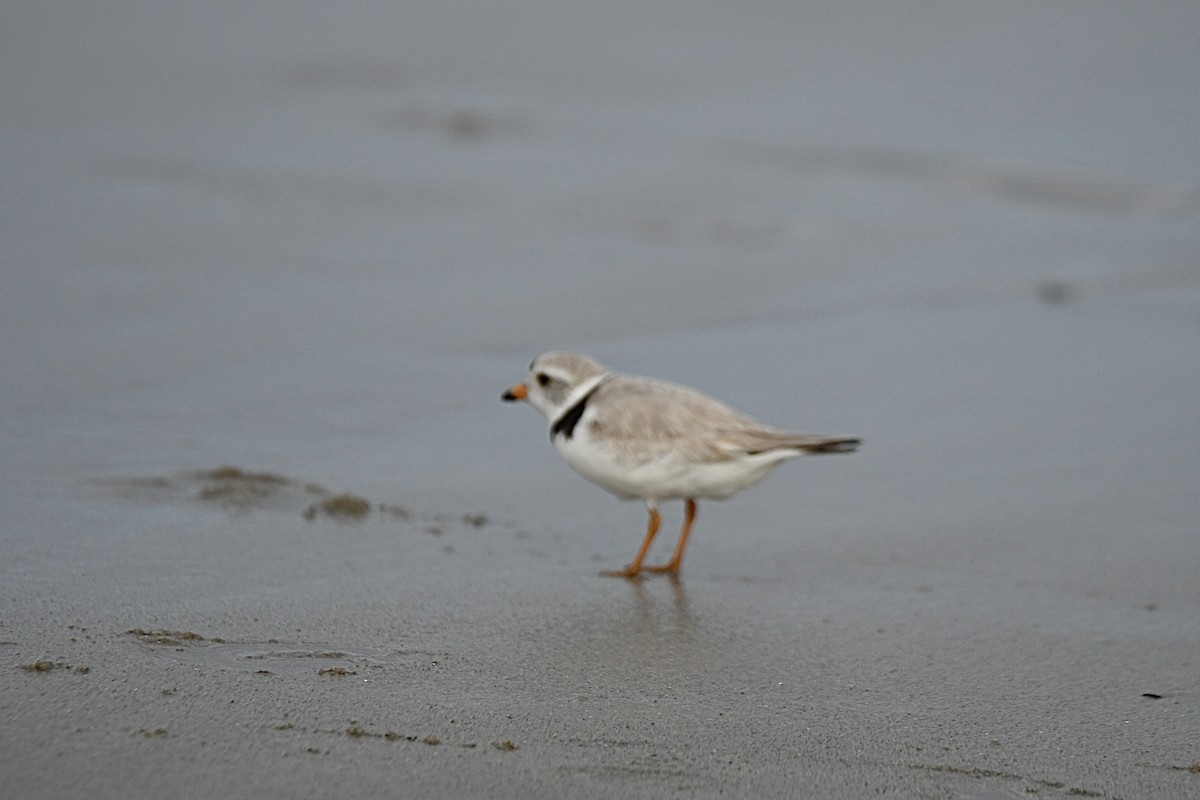 Piping Plover - ML620916033
