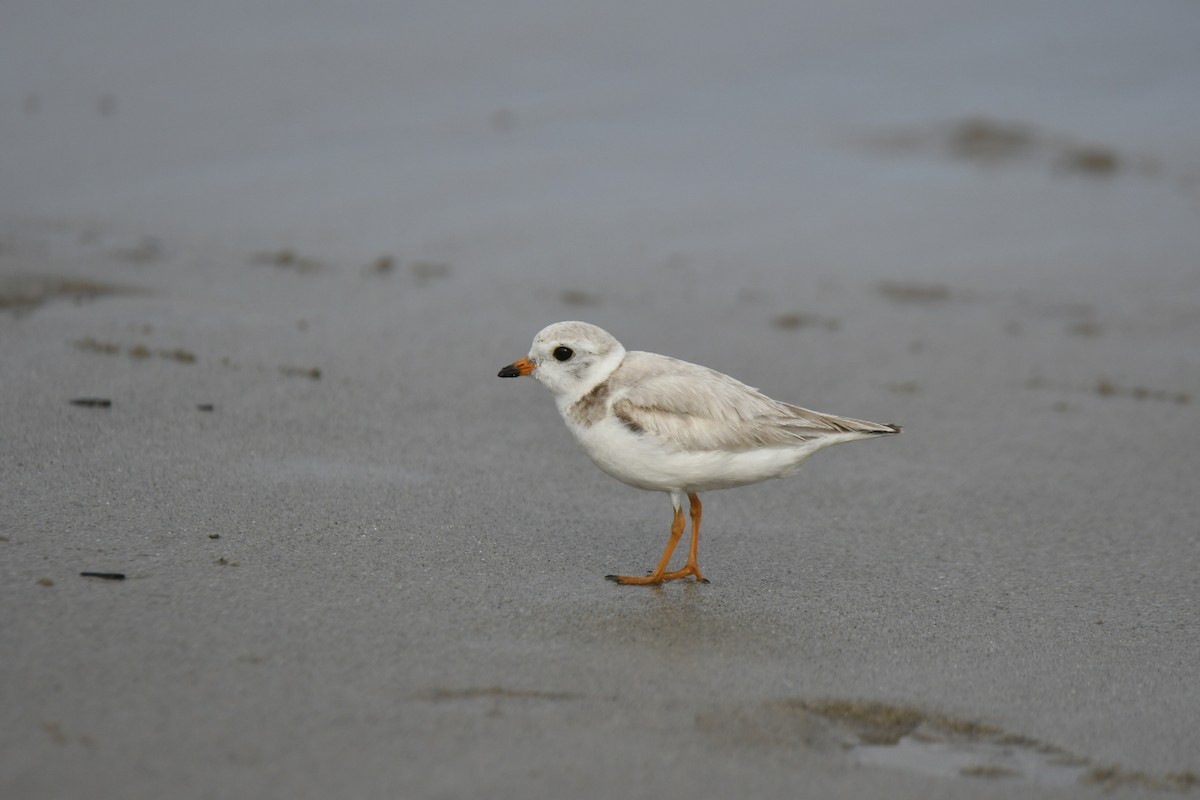 Piping Plover - ML620916034