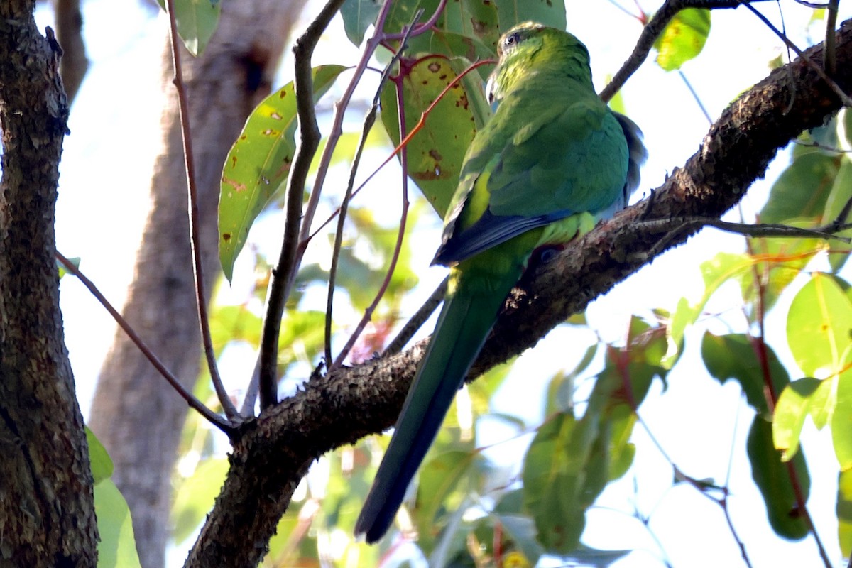 Red-capped Parrot - ML620916041