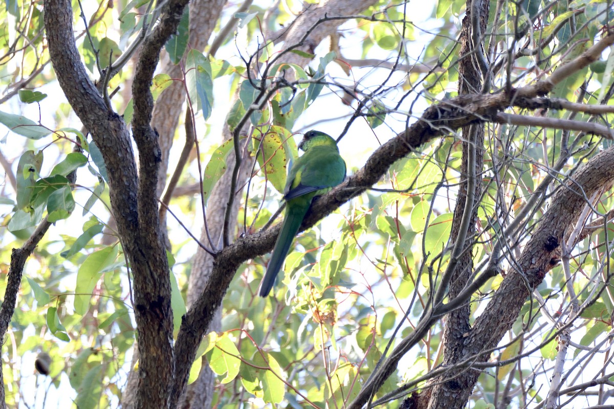 Red-capped Parrot - ML620916043