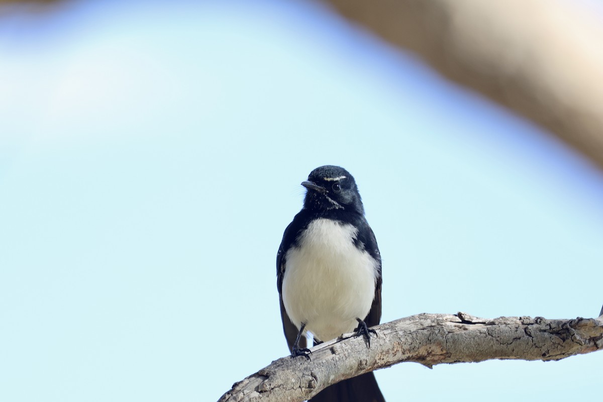 Willie-wagtail - ML620916055