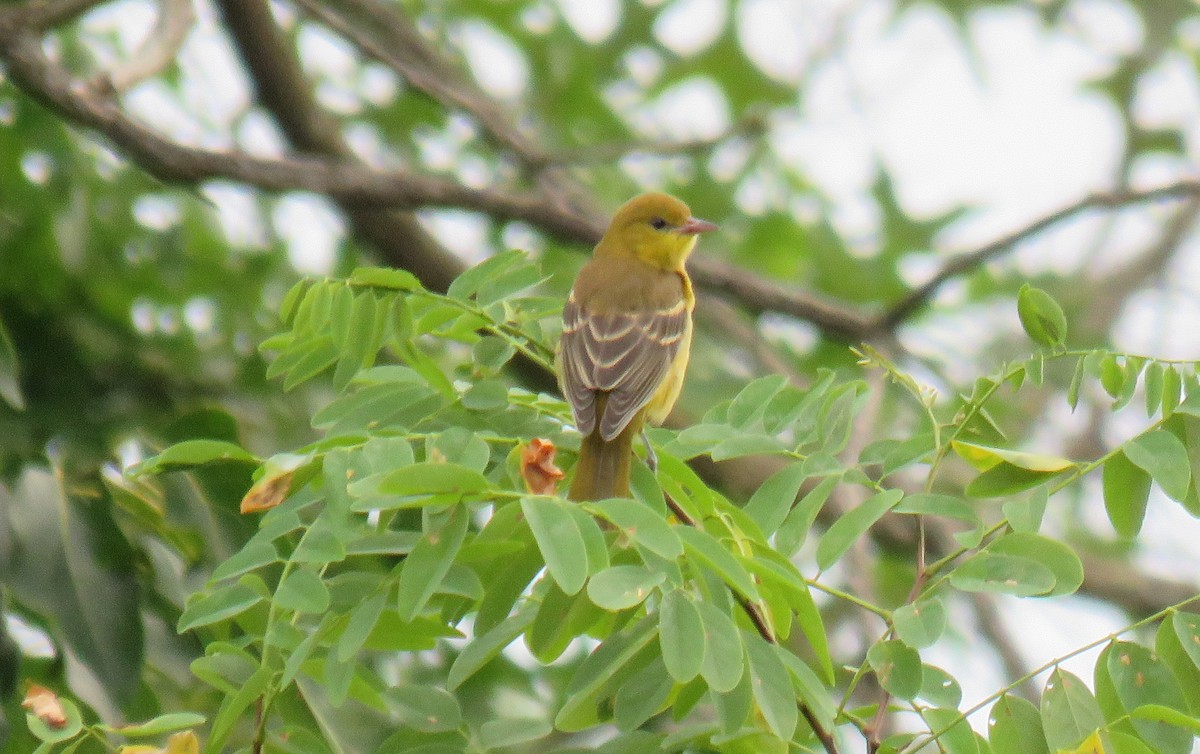 Orchard Oriole - ML620916063