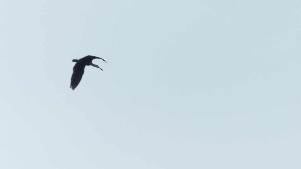 ibis bělokřídlý - ML620916080