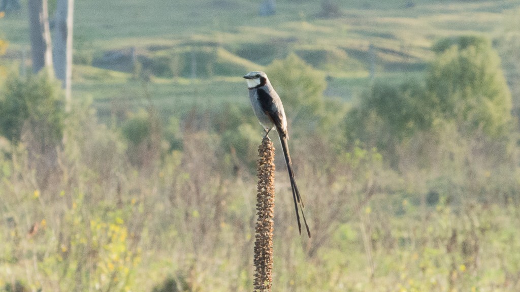 Streamer-tailed Tyrant - ML620916101