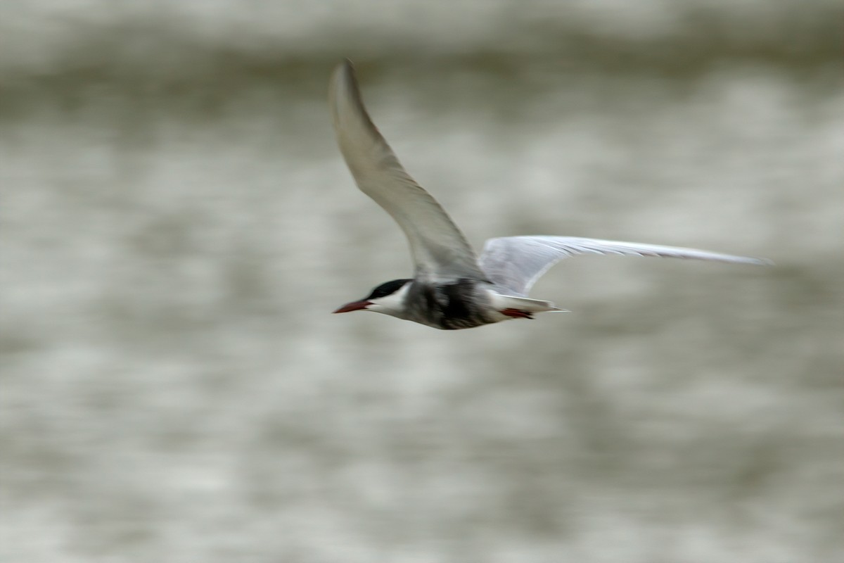 Whiskered Tern - ML620916109