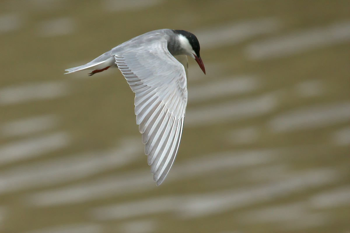 Whiskered Tern - ML620916111