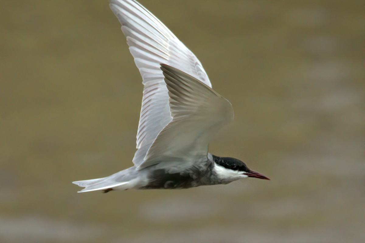 Whiskered Tern - ML620916113