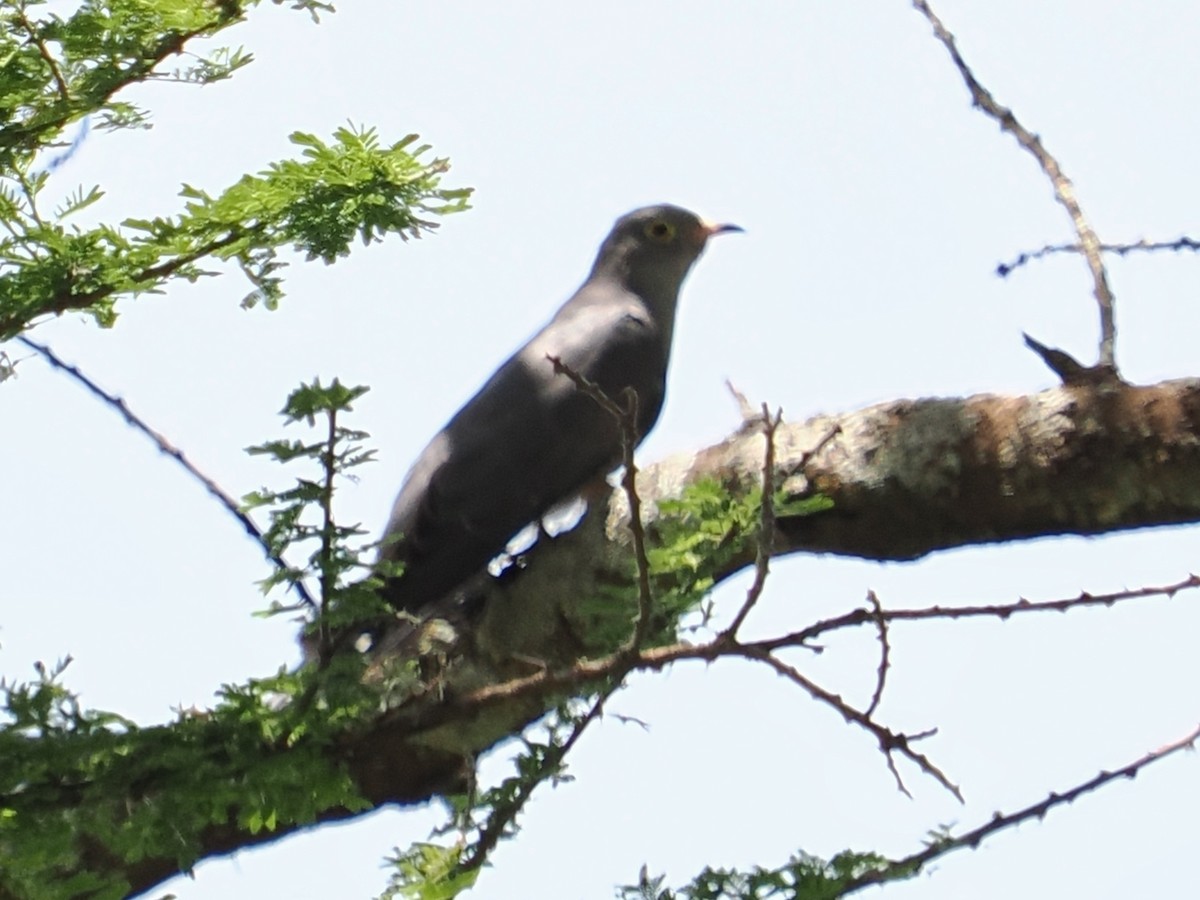 African Cuckoo - ML620916133