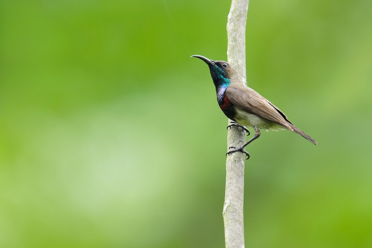 Ornate Sunbird (Cream-bellied) - ML620916137