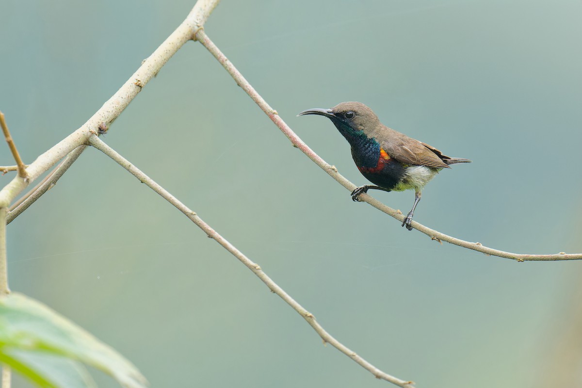 Ornate Sunbird (Cream-bellied) - ML620916138