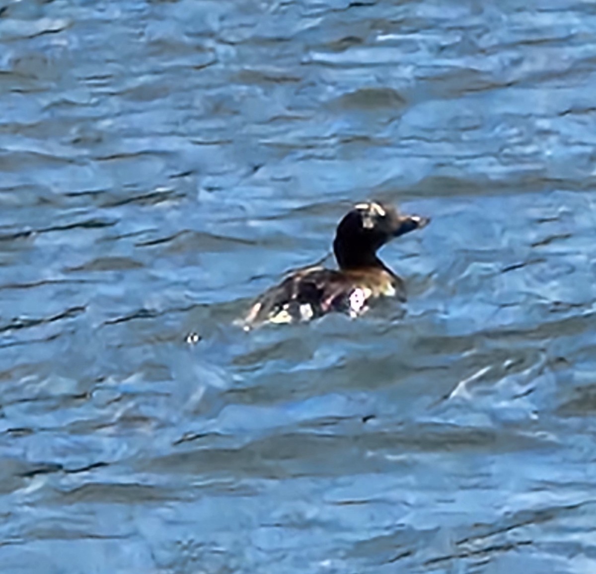 Long-tailed Duck - ML620916186