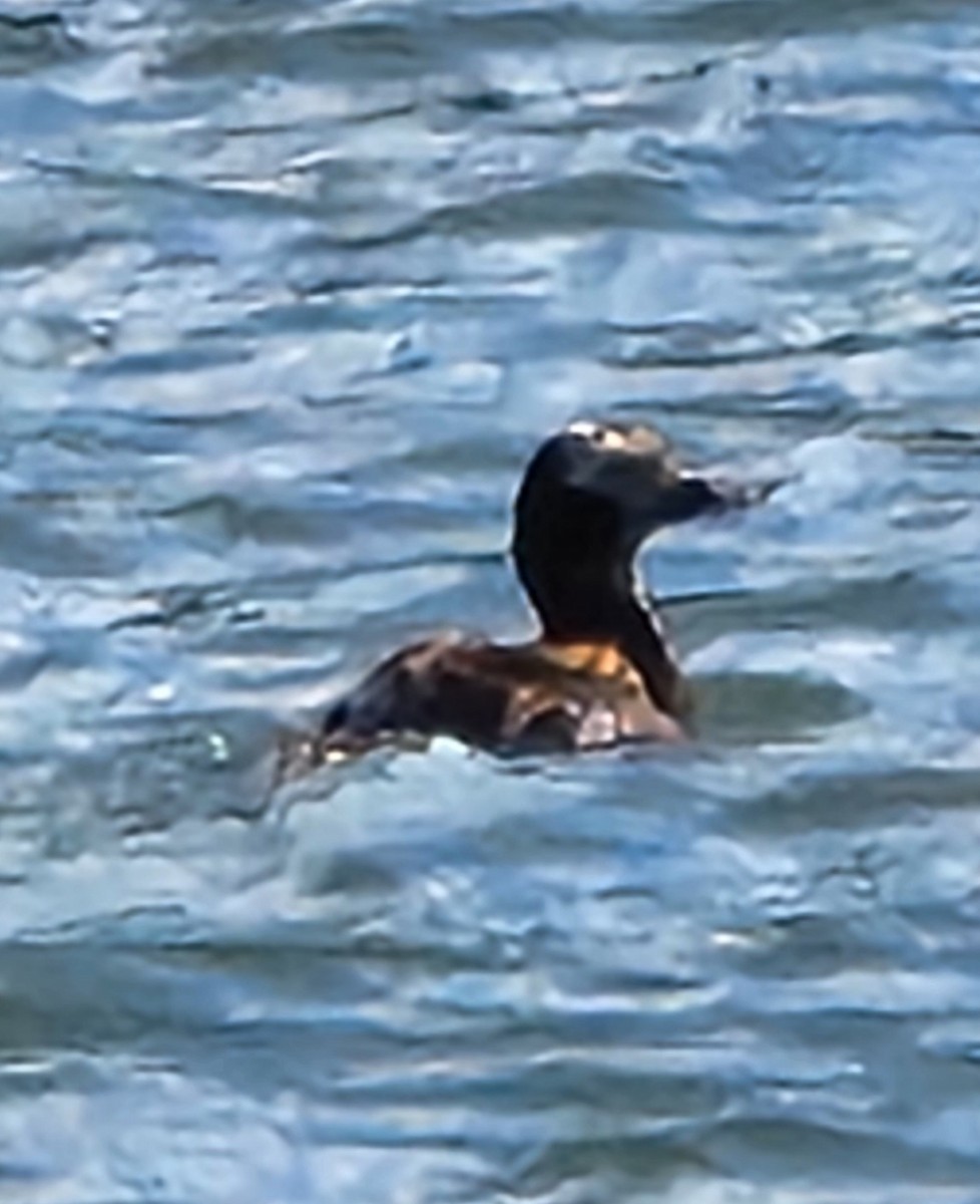 Long-tailed Duck - Linda Fields