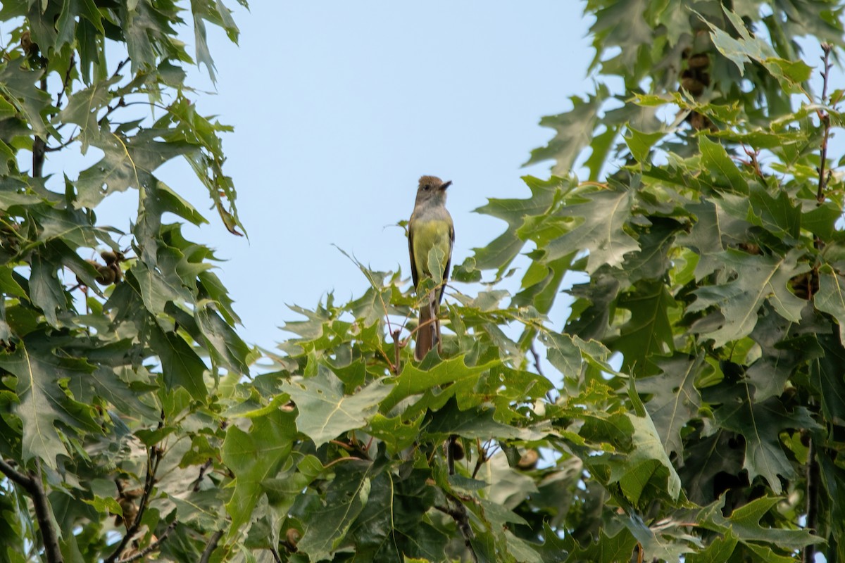 Great Crested Flycatcher - ML620916195