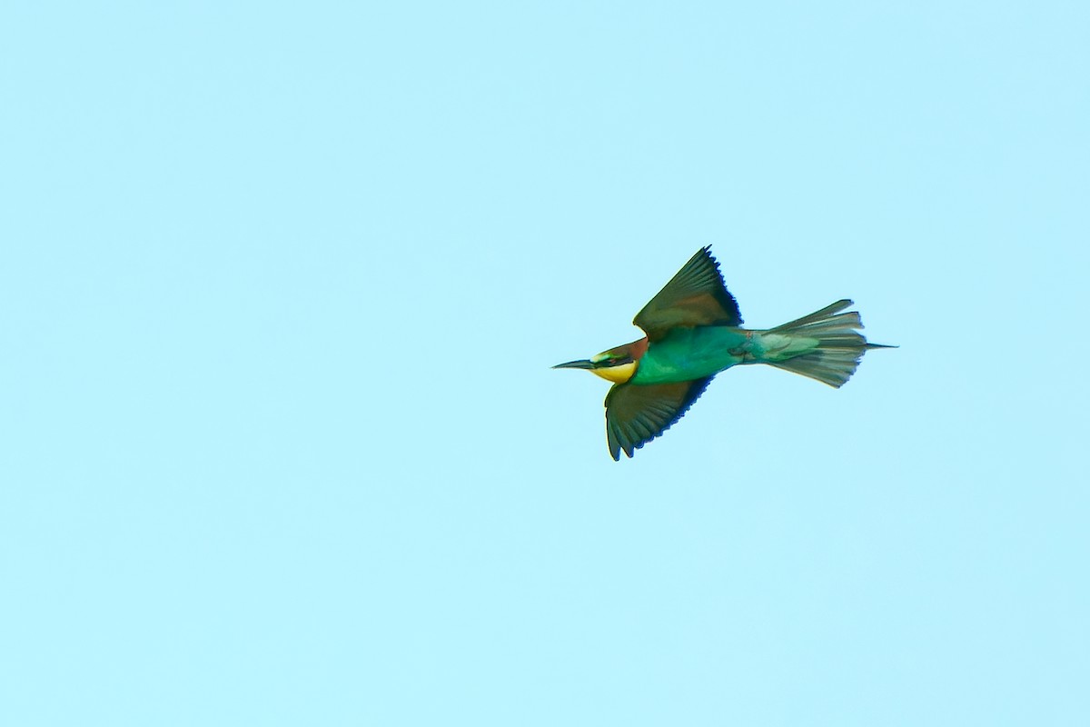 European Bee-eater - ML620916201