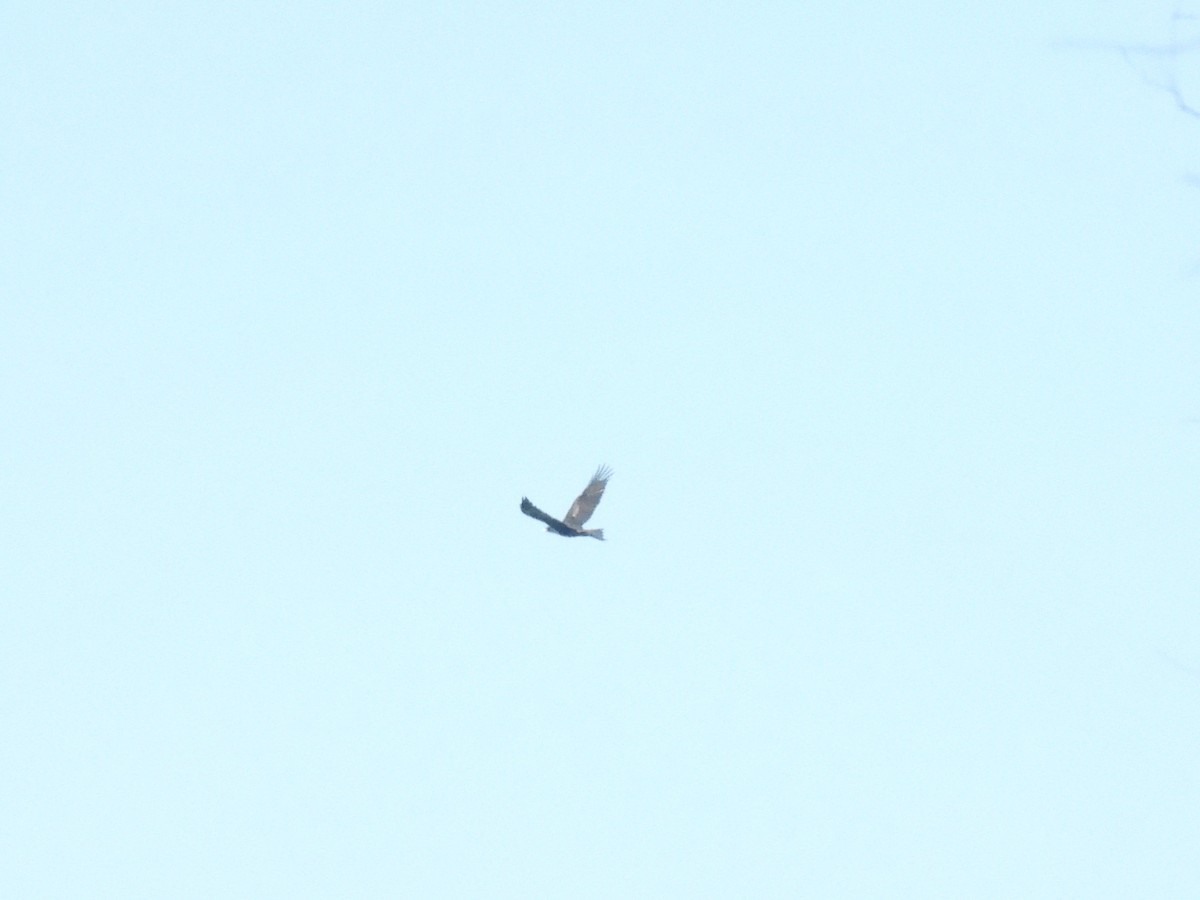 Wedge-tailed Eagle - ML620916202
