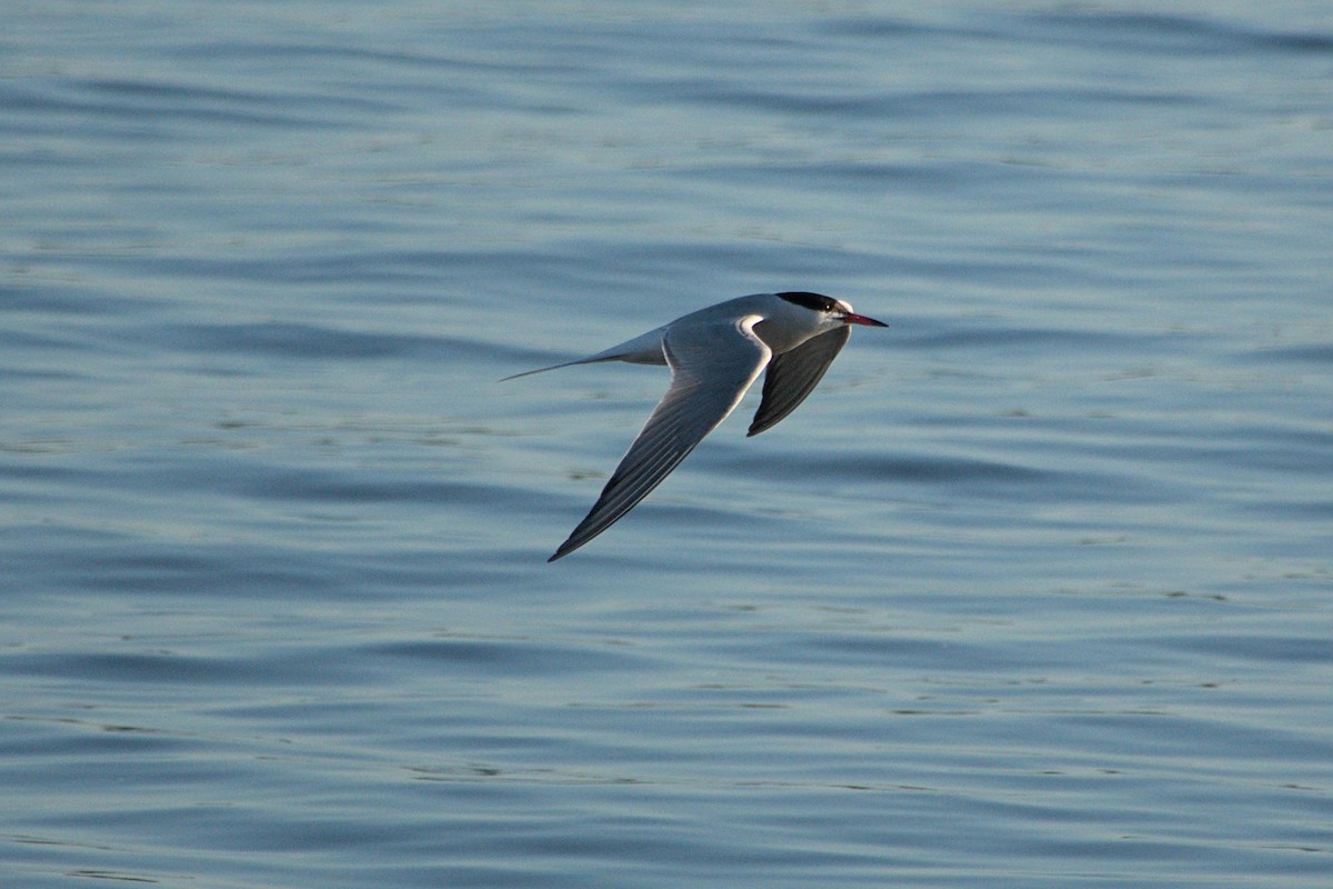 Common Tern - ML620916206