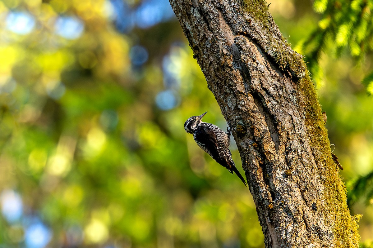 Eurasian Three-toed Woodpecker - ML620916212