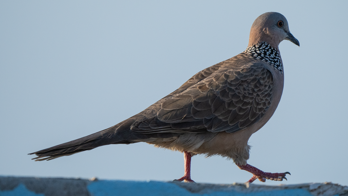 Spotted Dove - ML620916213