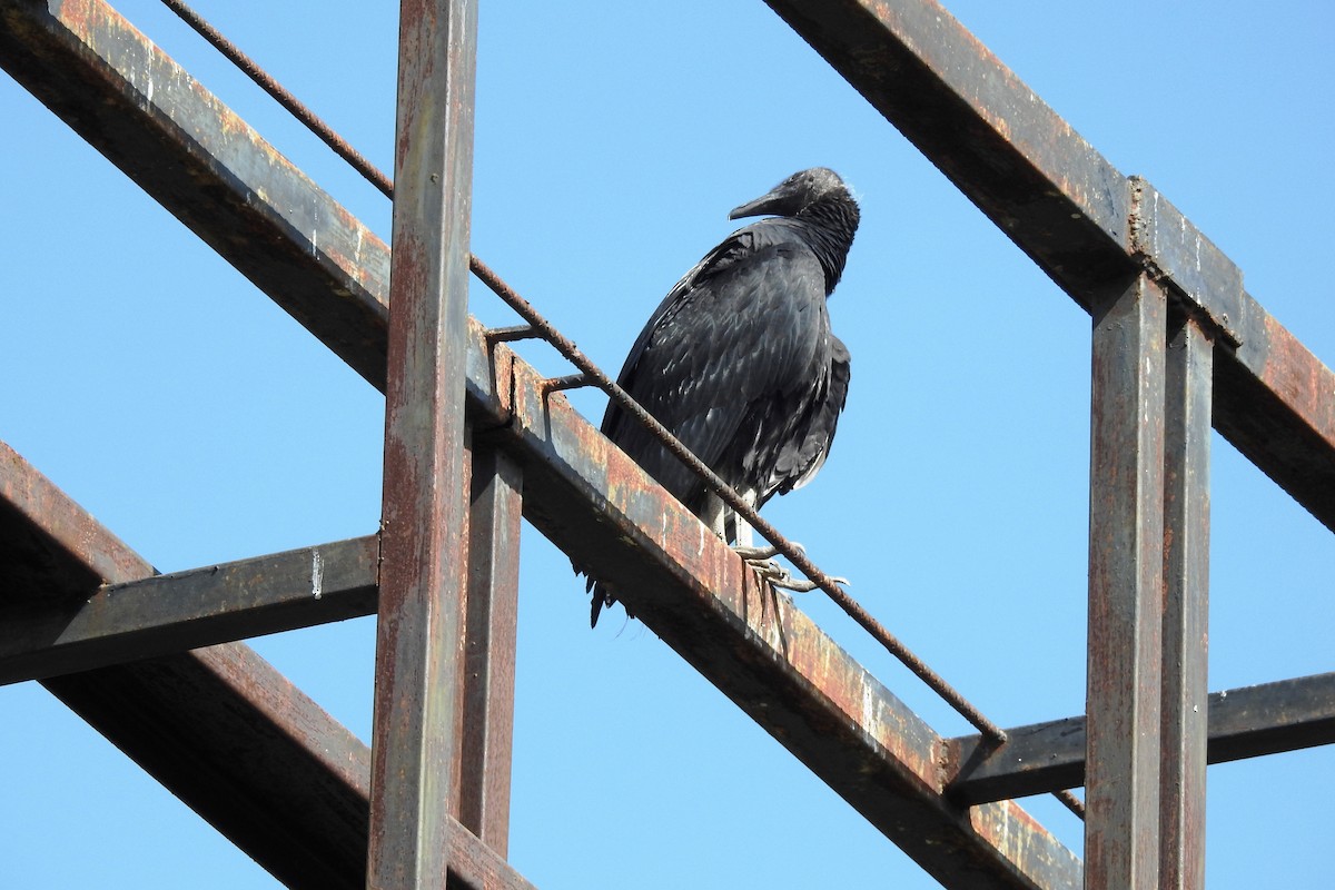 Black Vulture - ML620916231