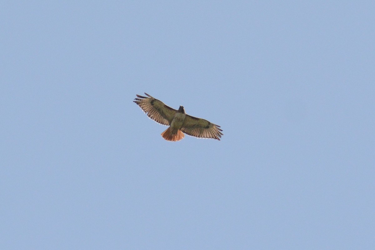 Red-tailed Hawk - ML620916233