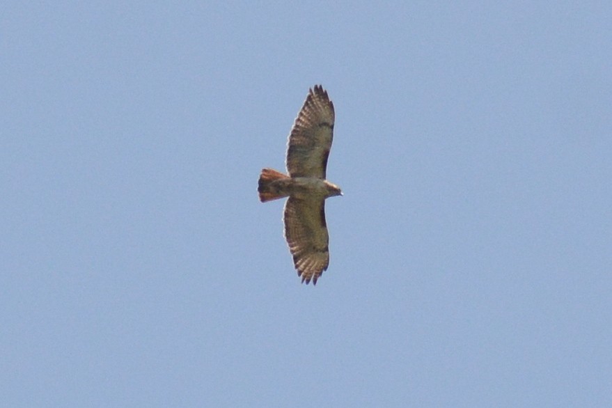 Red-tailed Hawk - ML620916234