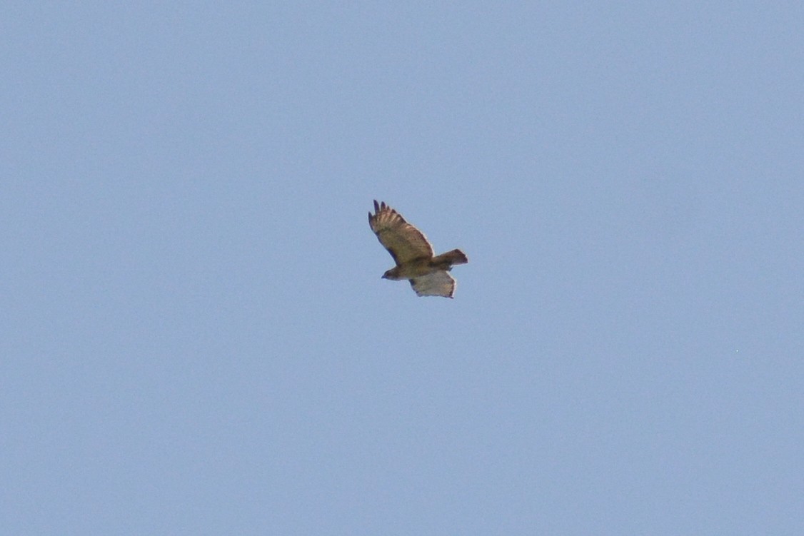 Red-tailed Hawk - ML620916235