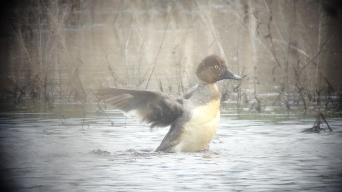 Common Goldeneye - ML620916237