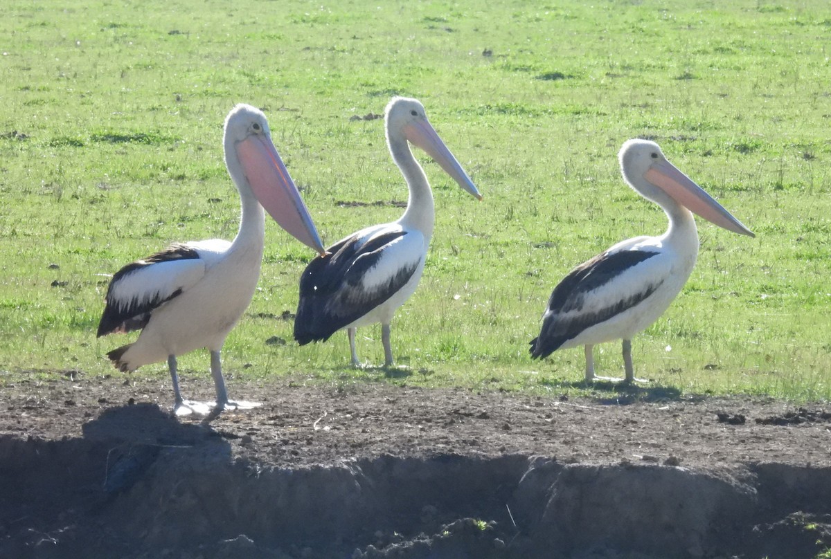 pelikán australský - ML620916243