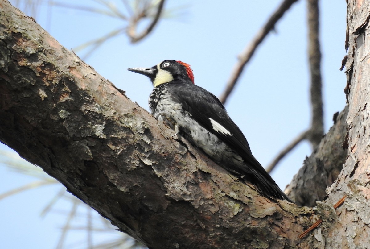 Acorn Woodpecker - ML620916253