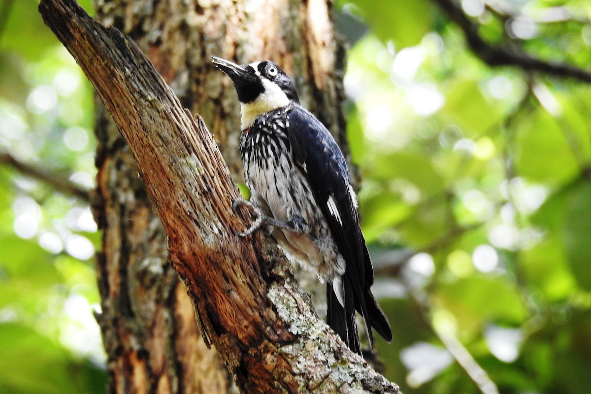 Acorn Woodpecker - ML620916254