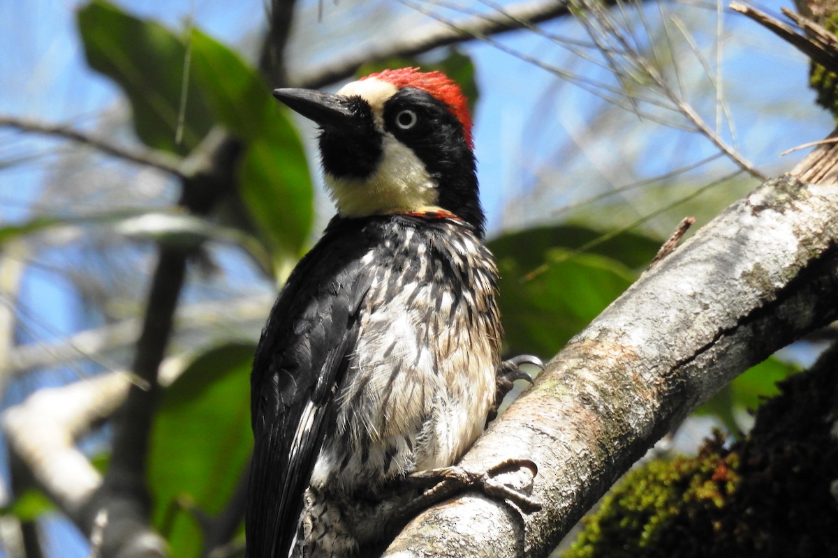 Acorn Woodpecker - ML620916255